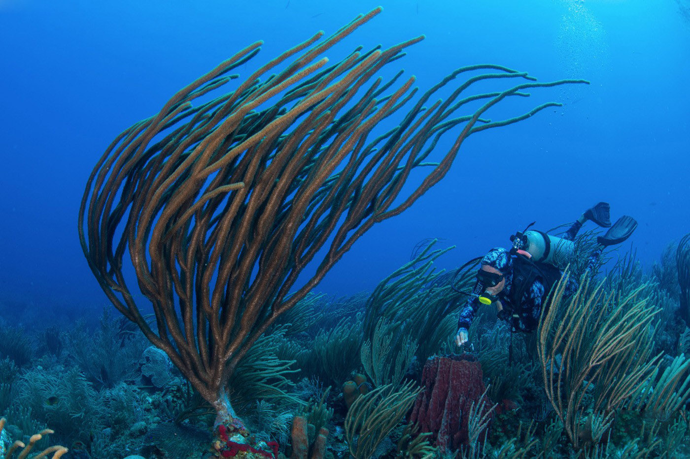 宝珀Blancpain携手Oceana开展探险行动 保护墨西哥湾珊瑚礁